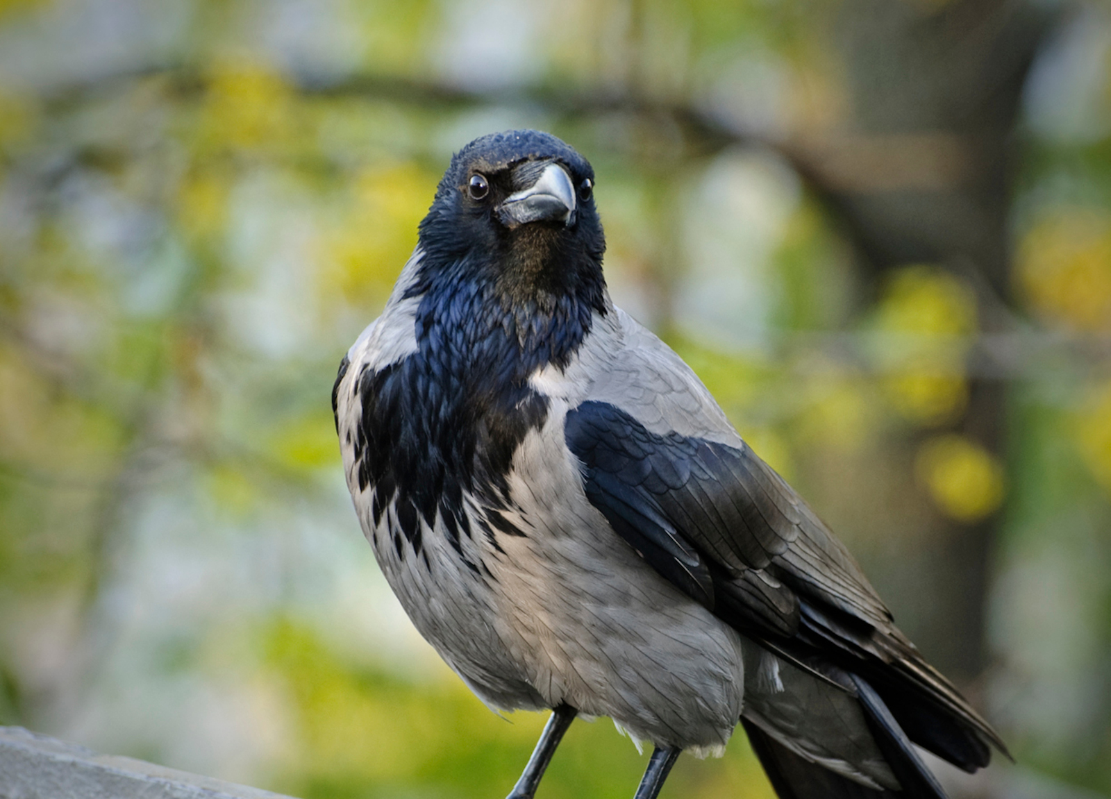 Clean Crows Scandinavian MIND | Swedish cleaning startup trains wild crows to get ...